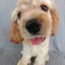 Aコッカー3
AMERICAN COCKER SPANIEL3