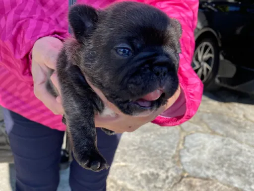 フレンチ・ブルドッグの子犬販売