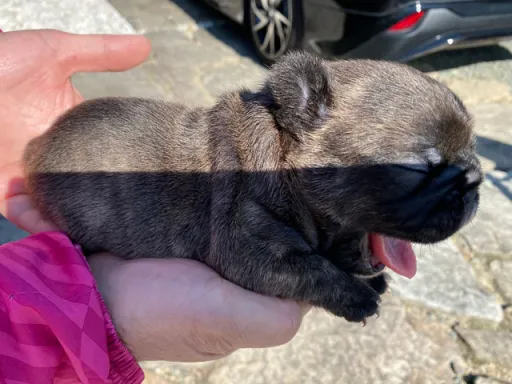 フレンチ・ブルドッグの子犬販売