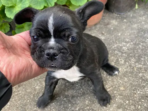 フレンチ・ブルドッグの子犬販売