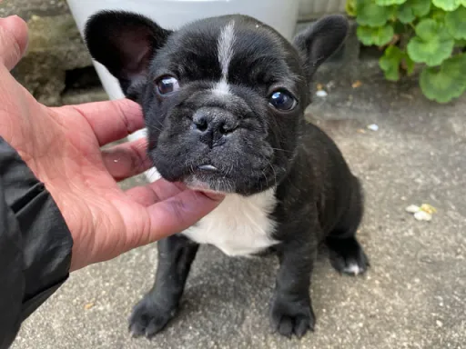 フレンチ・ブルドッグのサムネイル画像3