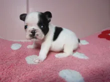 フレンチ・ブルドッグ