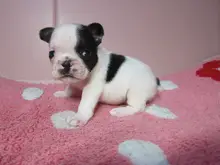 フレンチ・ブルドッグ