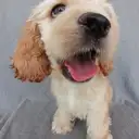 Aコッカー2
AMERICAN COCKER SPANIEL2