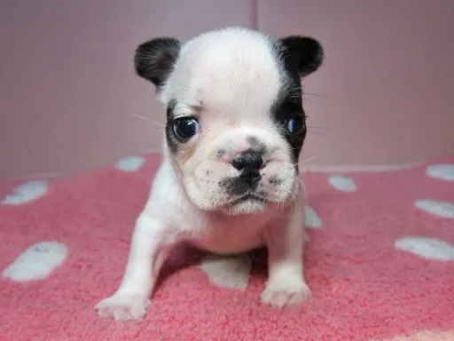 フレンチ・ブルドッグのサムネイル画像2