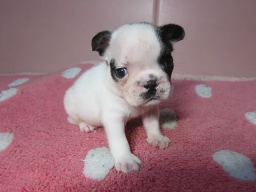 フレンチ・ブルドッグのサムネイル画像3
