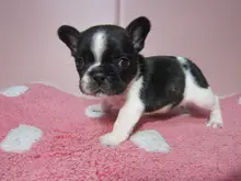 フレンチ・ブルドッグ