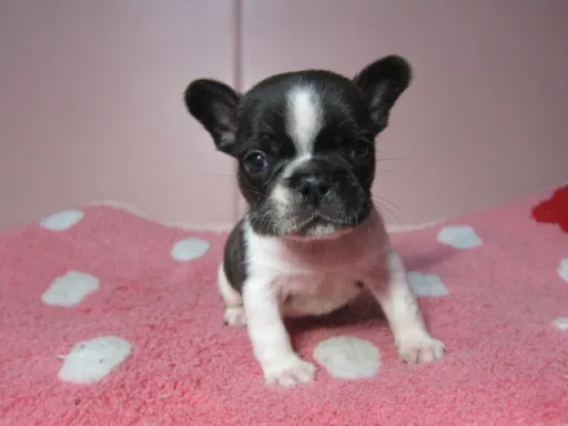 フレンチ・ブルドッグのサムネイル画像2