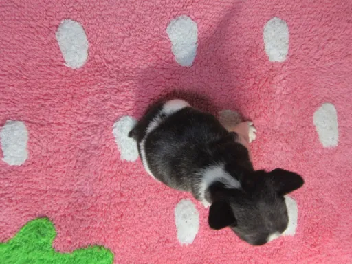 フレンチ・ブルドッグのサムネイル画像4