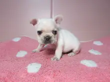 フレンチ・ブルドッグ