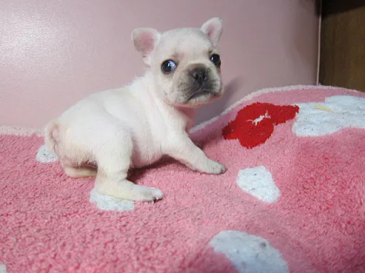 フレンチ・ブルドッグのサムネイル画像2