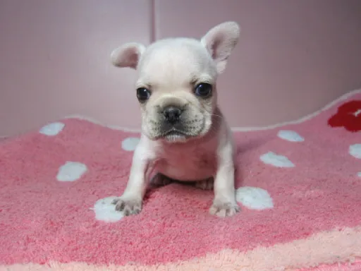 フレンチ・ブルドッグのサムネイル画像3