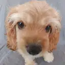 アメリカンコッカー
AMERICAN COCKER SPANIEL1