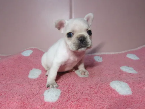 フレンチ・ブルドッグのサムネイル画像4