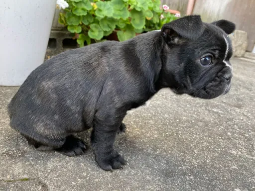 フレンチ・ブルドッグのサムネイル画像4