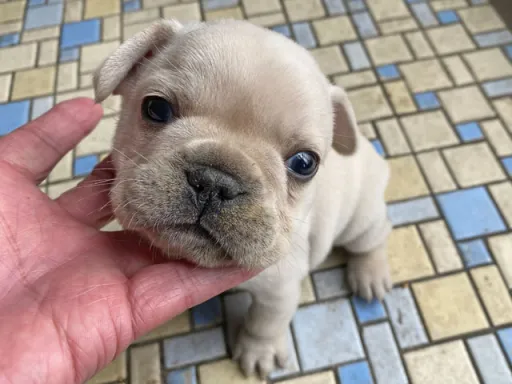 フレンチ・ブルドッグのサムネイル画像1