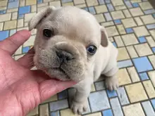 フレンチ・ブルドッグ