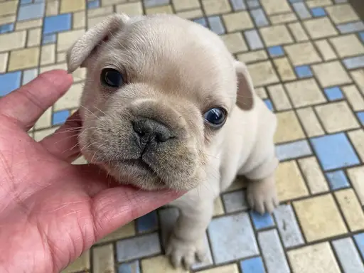 フレンチ・ブルドッグの子犬販売