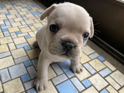 フレンチ・ブルドッグのサムネイル画像3