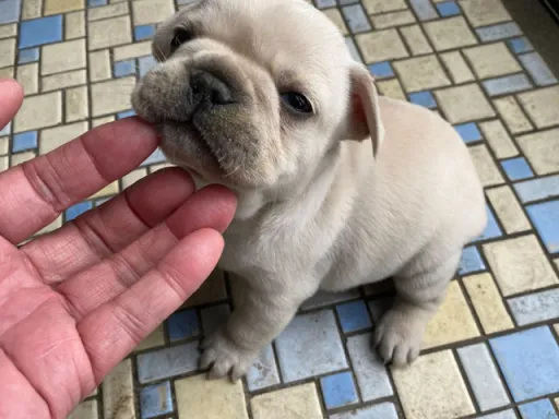 フレンチ・ブルドッグのサムネイル画像5