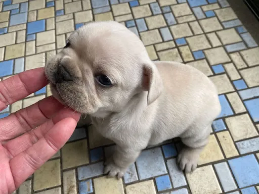 フレンチ・ブルドッグのサムネイル画像6