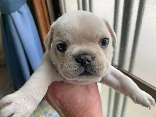 フレンチ・ブルドッグの子犬販売