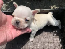 フレンチ・ブルドッグ