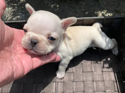 フレンチ・ブルドッグの子犬販売