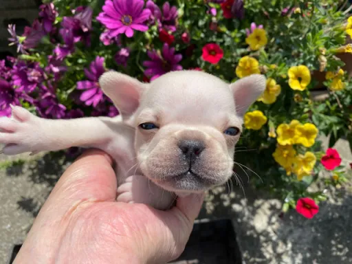 フレンチ・ブルドッグのサムネイル画像3