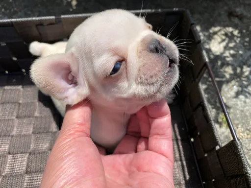 フレンチ・ブルドッグのサムネイル画像4