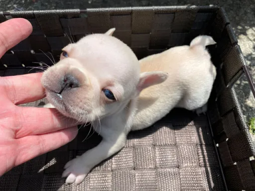 フレンチ・ブルドッグのサムネイル画像5