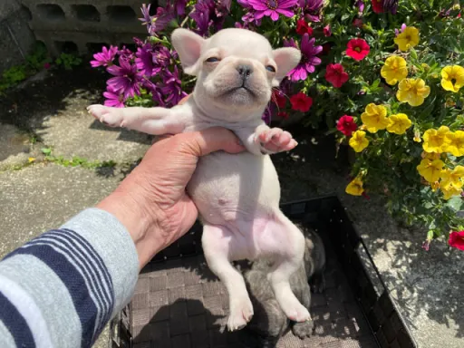 フレンチ・ブルドッグのサムネイル画像6