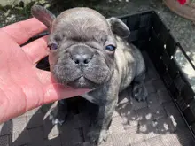 フレンチ・ブルドッグ