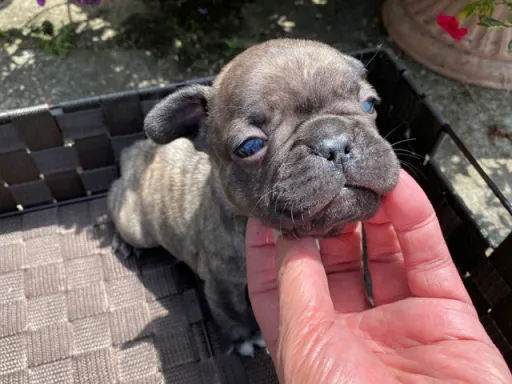 フレンチ・ブルドッグのサムネイル画像2