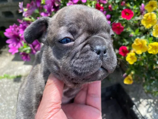 フレンチ・ブルドッグのサムネイル画像4