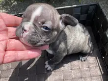 フレンチ・ブルドッグ