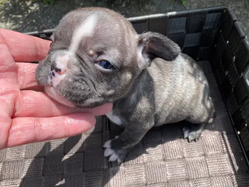 フレンチ・ブルドッグの子犬販売