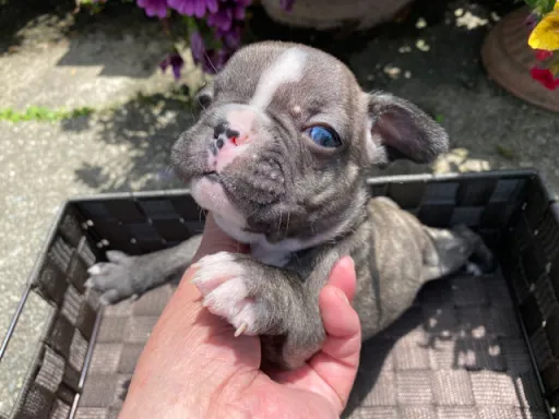 フレンチ・ブルドッグのサムネイル画像2