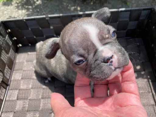 フレンチ・ブルドッグのサムネイル画像4