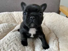 フレンチ・ブルドッグ