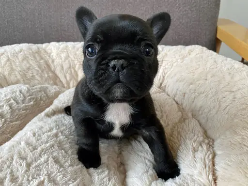 フレンチ・ブルドッグの子犬販売