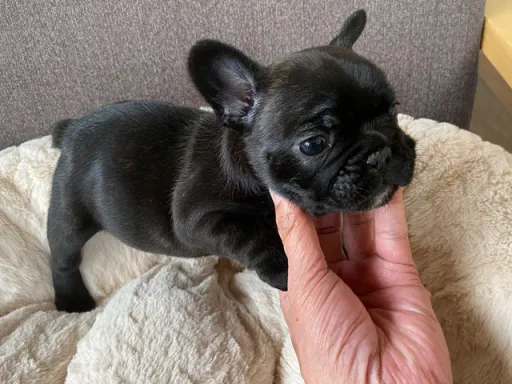 フレンチ・ブルドッグのサムネイル画像3