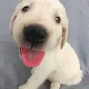 ゴールデン2
GOLDEN RETRIEVER2