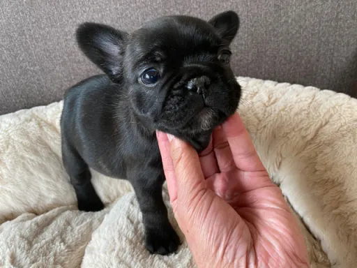 フレンチ・ブルドッグのサムネイル画像4