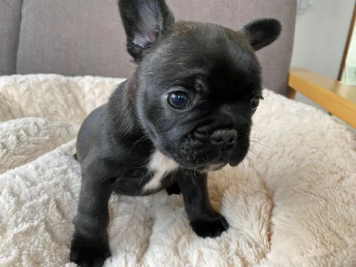 フレンチ・ブルドッグのサムネイル画像6