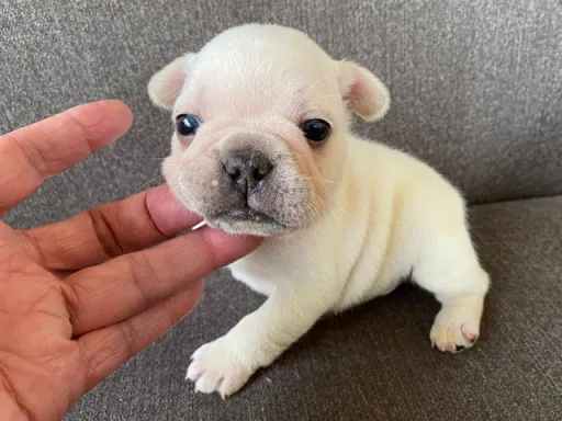 フレンチ・ブルドッグのサムネイル画像2