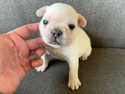 フレンチ・ブルドッグのサムネイル画像5