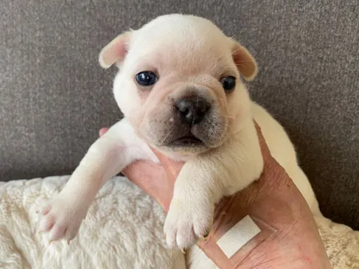 フレンチ・ブルドッグのサムネイル画像6