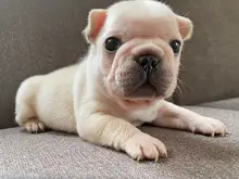 フレンチ・ブルドッグ