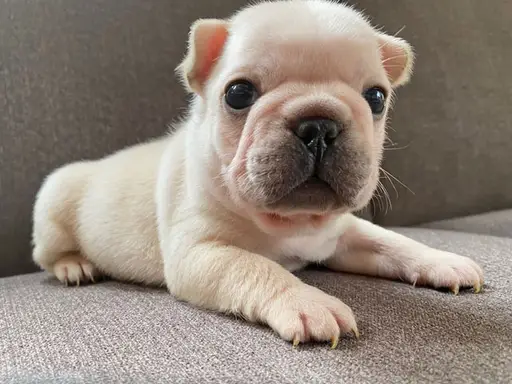 フレンチ・ブルドッグの子犬販売